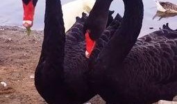 天鹅吃瓜精彩片段,一场别开生面的生态盛宴