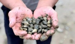 岚山港吃瓜,揭秘吃瓜群众的狂欢盛宴