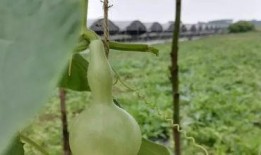 吃皮吐瓜,探寻吃皮吐瓜的独特风味