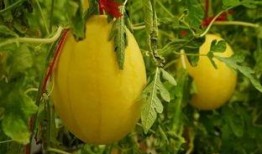 呼市吃瓜群,揭秘城市生活百态的“瓜田”