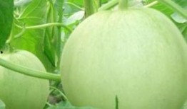 怀孕可以吃四瓜吗,四瓜美食，孕期健康好伴侣