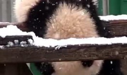 吃瓜小熊录音,娱乐圈幕后真相大曝光