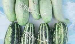 福州网红吃瓜,揭秘城市美食新潮流
