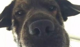 吃瓜撒狗粮,吃瓜与撒狗粮的欢乐盛宴