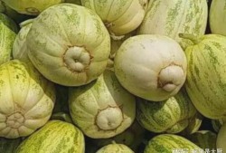 出伏吃果不吃瓜,吃果不食瓜，健康度金秋