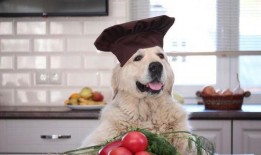 狗狗可以吃茄瓜,揭秘茄瓜的营养与美味