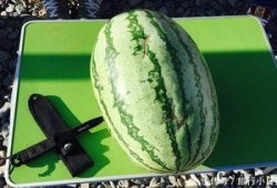 青海最近吃瓜,揭秘高原“吃瓜”新风尚