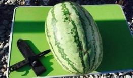 青海最近吃瓜,揭秘高原“吃瓜”新风尚