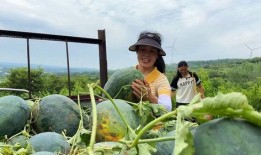 有吃瓜的朋友熟了来摘瓜给我吃,有吃瓜的朋友熟了来摘瓜给我吃的温馨故事