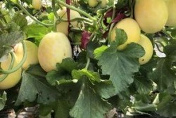 扶阳正阳吃瓜,夏日吃瓜养生之道