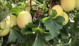 扶阳正阳吃瓜,夏日吃瓜养生之道