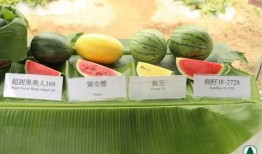 香港队员在线吃瓜,网络互动展现团队风采