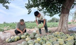 神农架吃瓜,探寻神农架的神秘瓜果传奇