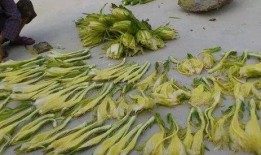 吃瓜霸王花图片,揭秘瓜界女王的风采