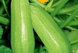 西雅中学吃瓜,揭秘校园里的热点话题