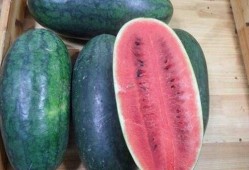 吃黑美人瓜,夏日消暑佳品，品味健康生活