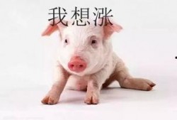 猪佩琦吃瓜,揭秘娱乐圈的“瓜田”趣事