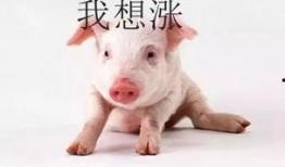 猪佩琦吃瓜,揭秘娱乐圈的“瓜田”趣事