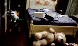 狗狗吃兰瓜,一场意外的健康危机