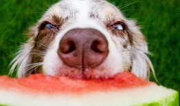 顺风狗吃瓜,揭秘娱乐圈背后的秘密与真相