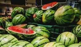 挑瓜买瓜又吃瓜下一句是啥,揭秘瓜农的智慧与生活