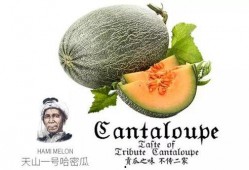 威本吃蜜瓜,一场味蕾的盛宴