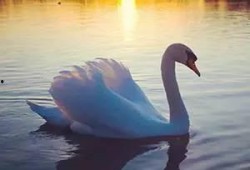 天鹅吃瓜精彩片段,一场别开生面的生态盛宴