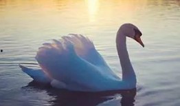 天鹅吃瓜精彩片段,一场别开生面的生态盛宴