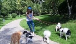 吃瓜看戏撸猫遛狗,吃瓜看戏，撸猫遛狗的悠闲时光