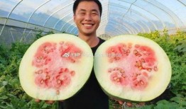 大瓜喂猪怎么吃,大瓜喂猪的独特食用方法揭秘