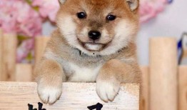 柴犬吃瓜视频,萌态十足，网友直呼“太可爱了！”