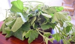 吃瓜叶南瓜苗,绿色健康的新兴蔬菜选择