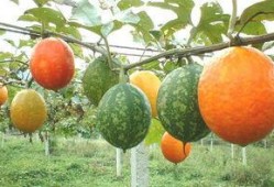 北方吊瓜咋吃,解锁美味食用指南