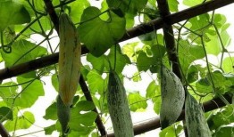 吃老鼠瓜有害,揭秘其潜在危害与食用风险