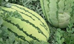 如何吃瓜,解锁夏日消暑新姿势