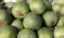 挑瓜买瓜又吃瓜下一句是啥,揭秘瓜农的智慧与生活