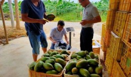 清远吃瓜,揭秘当地特色美食背后的故事