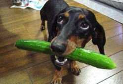 狗狗吃兰瓜,一场意外的健康危机