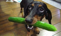 狗狗吃兰瓜,一场意外的健康危机