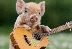 甜猪吃瓜剧,揭秘娱乐圈背后的甜蜜与苦涩