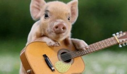 甜猪吃瓜剧,揭秘娱乐圈背后的甜蜜与苦涩