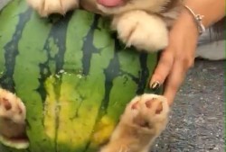 小狗可吃小瓜,揭秘小瓜的神奇魅力