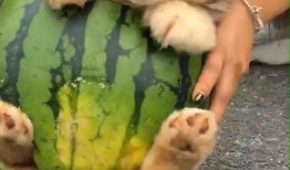 小狗可吃小瓜,揭秘小瓜的神奇魅力