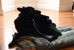 harley吃瓜,揭秘娱乐圈的幕后故事