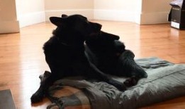 harley吃瓜,揭秘娱乐圈的幕后故事