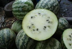 如何吃瓜,解锁夏日消暑新姿势