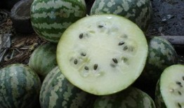 如何吃瓜,解锁夏日消暑新姿势