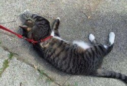 吃瓜看戏撸猫遛狗,吃瓜看戏，撸猫遛狗的悠闲时光