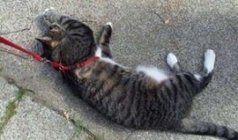 吃瓜看戏撸猫遛狗,吃瓜看戏，撸猫遛狗的悠闲时光