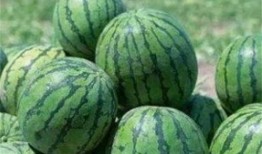 在路上怎么吃瓜,旅途中的美味瓜果时光